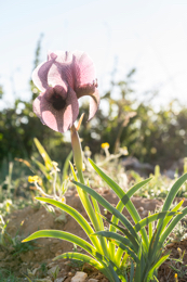 Al-Arz;Iris;Iris-Cedreti;Kaleidos;Kaleidos-images;Lebanon;Middle-East;Near-East;Proche-Orient;Tarek-Charara;Flowers;Endemic;Endangered-species;Endemic-species;Critically-endangered;Critically-endangered-species